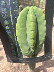 💎👑💎🌶️ Ferah — Massive 10” Melon!