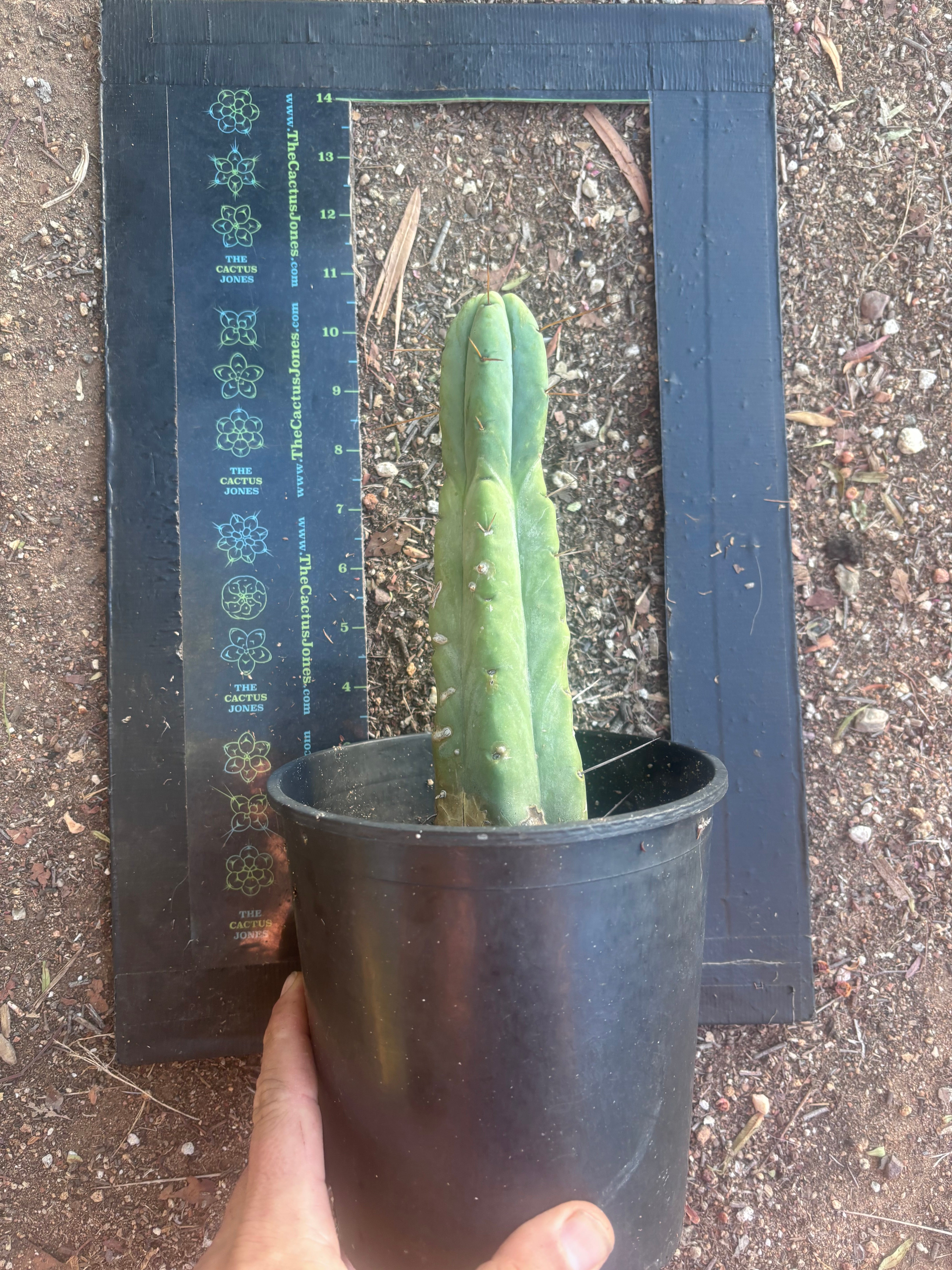 👑🌶️🌶️ Jiimz Twin Spine — Rooted 10” Tip