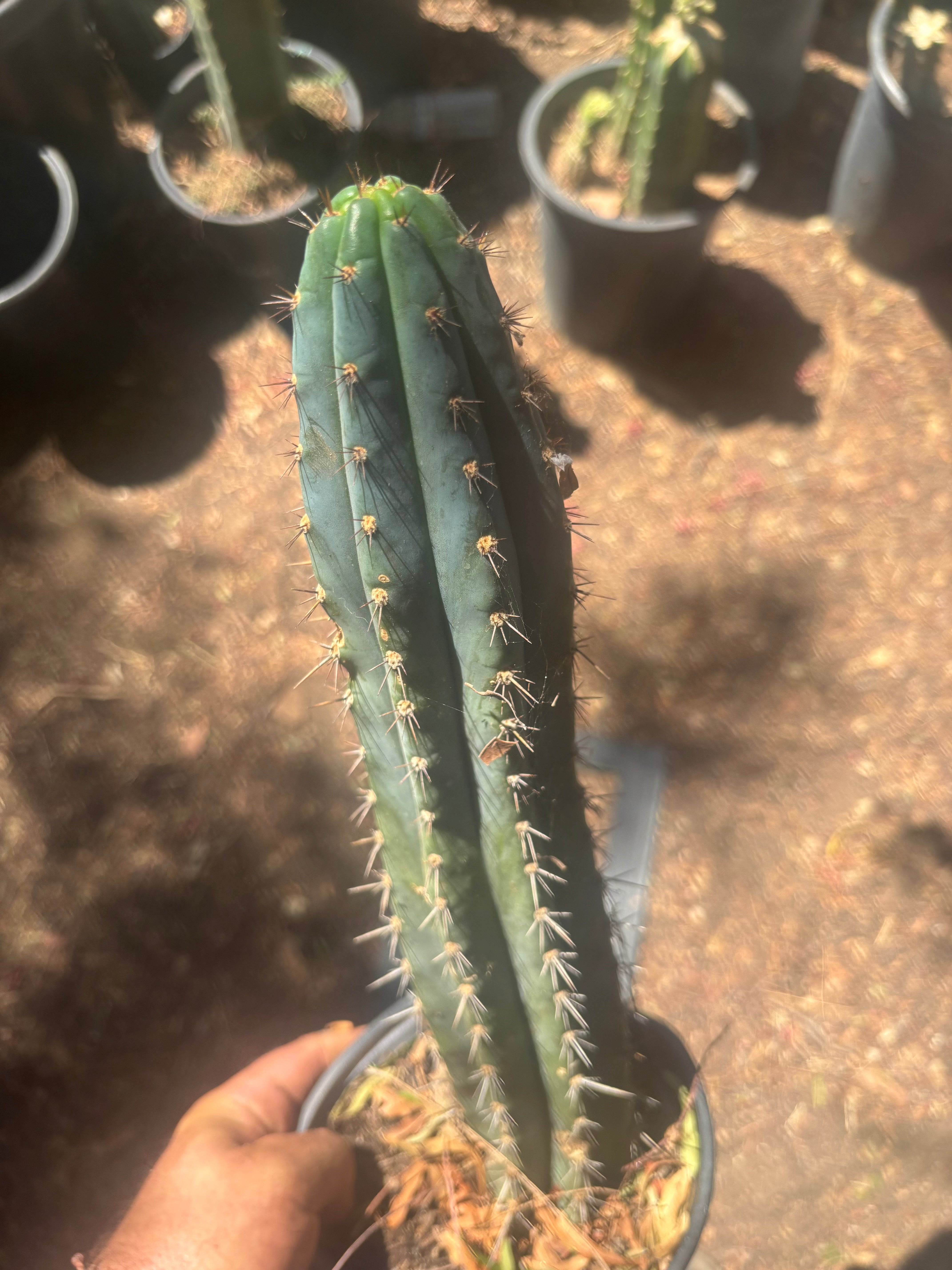 💎👑 Ferret — Rooted 14” Tip