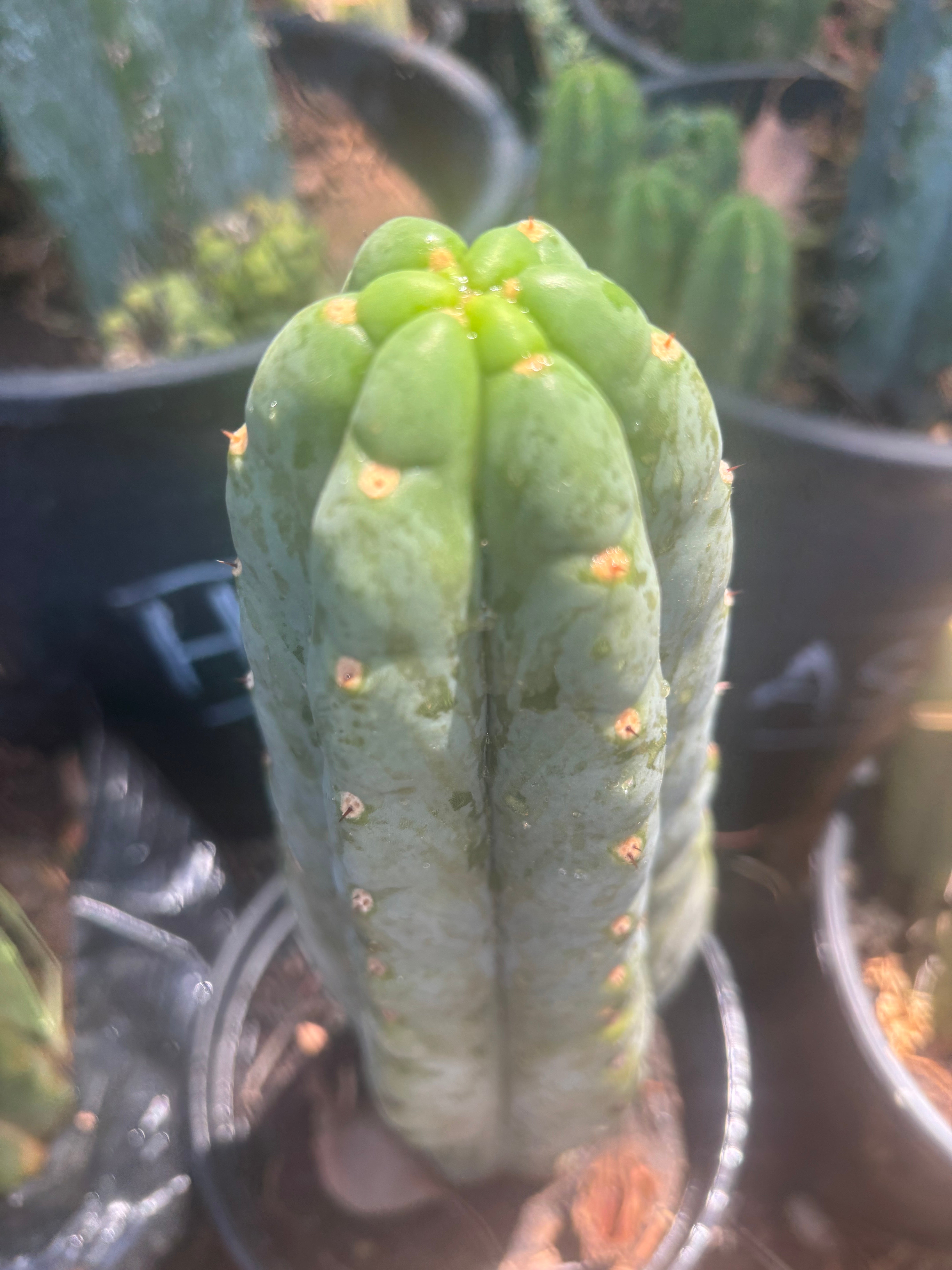 💎👑 DBA Megalodon — 6” Tip
