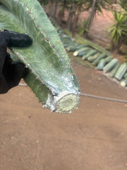 💎🌀 A Cereus Tornado  — XXL 21” Pup