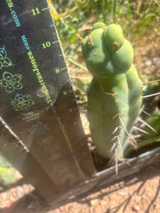 👑🌶️  Mel — 10” Tip
