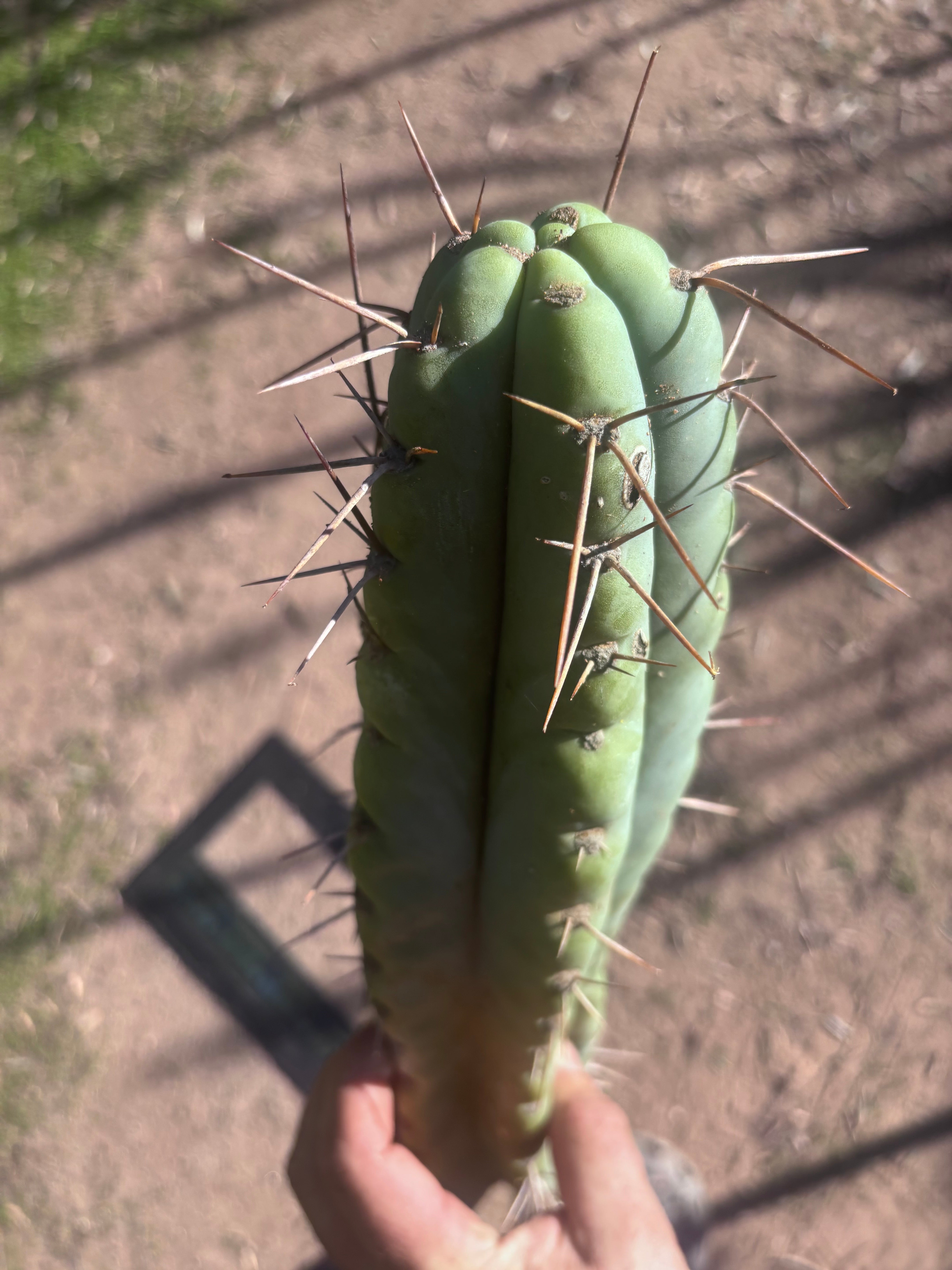 💎🌶️ NOM — XL 16” Tip
