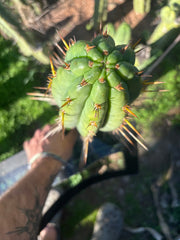 👑🌶️🌶️  Lumberjack — XL 14” Pup