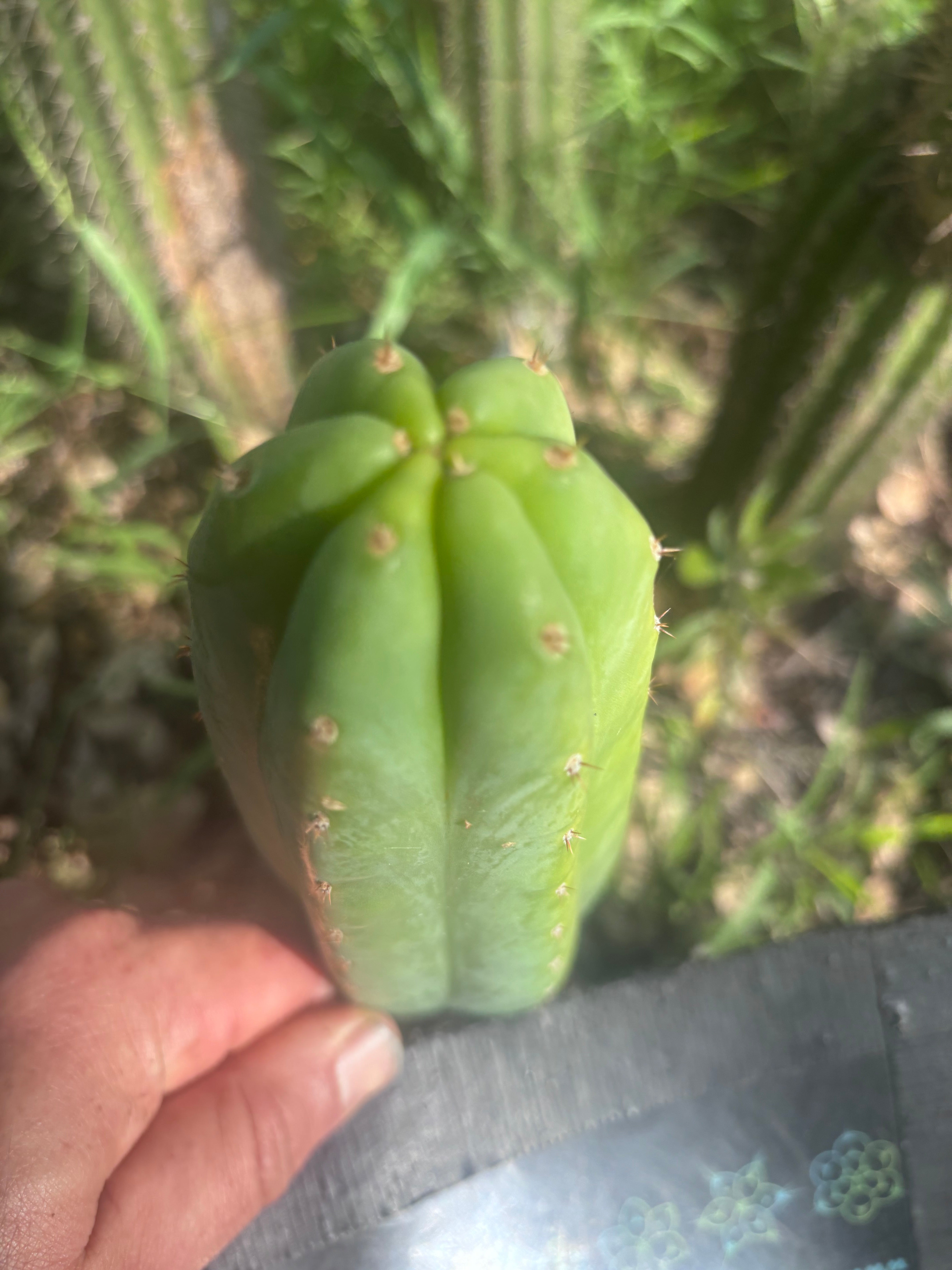 👑🌶️🌶️ KR04 — 7” Tip