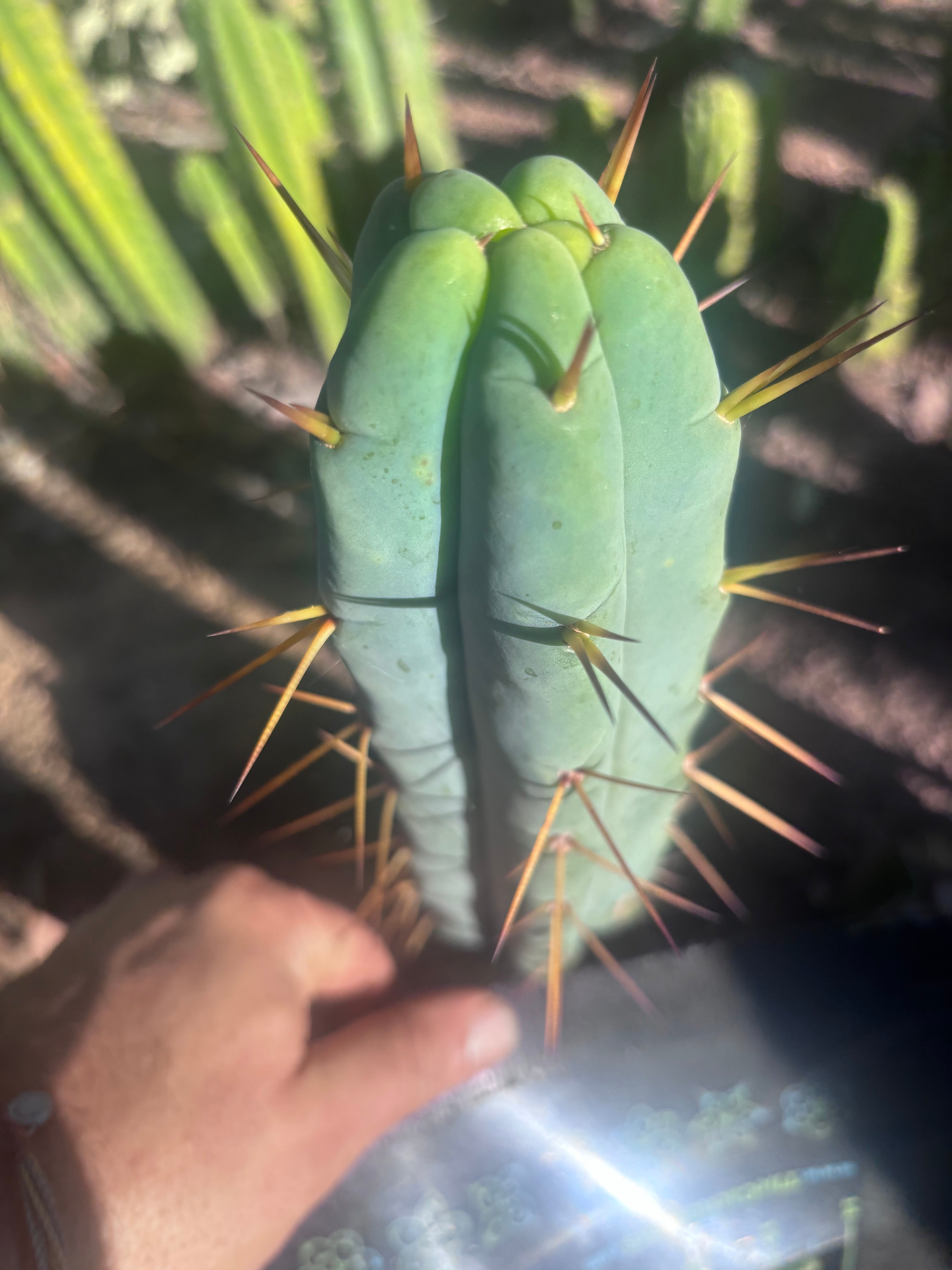 👑🌶️ Basement Shaman — 9” Tip