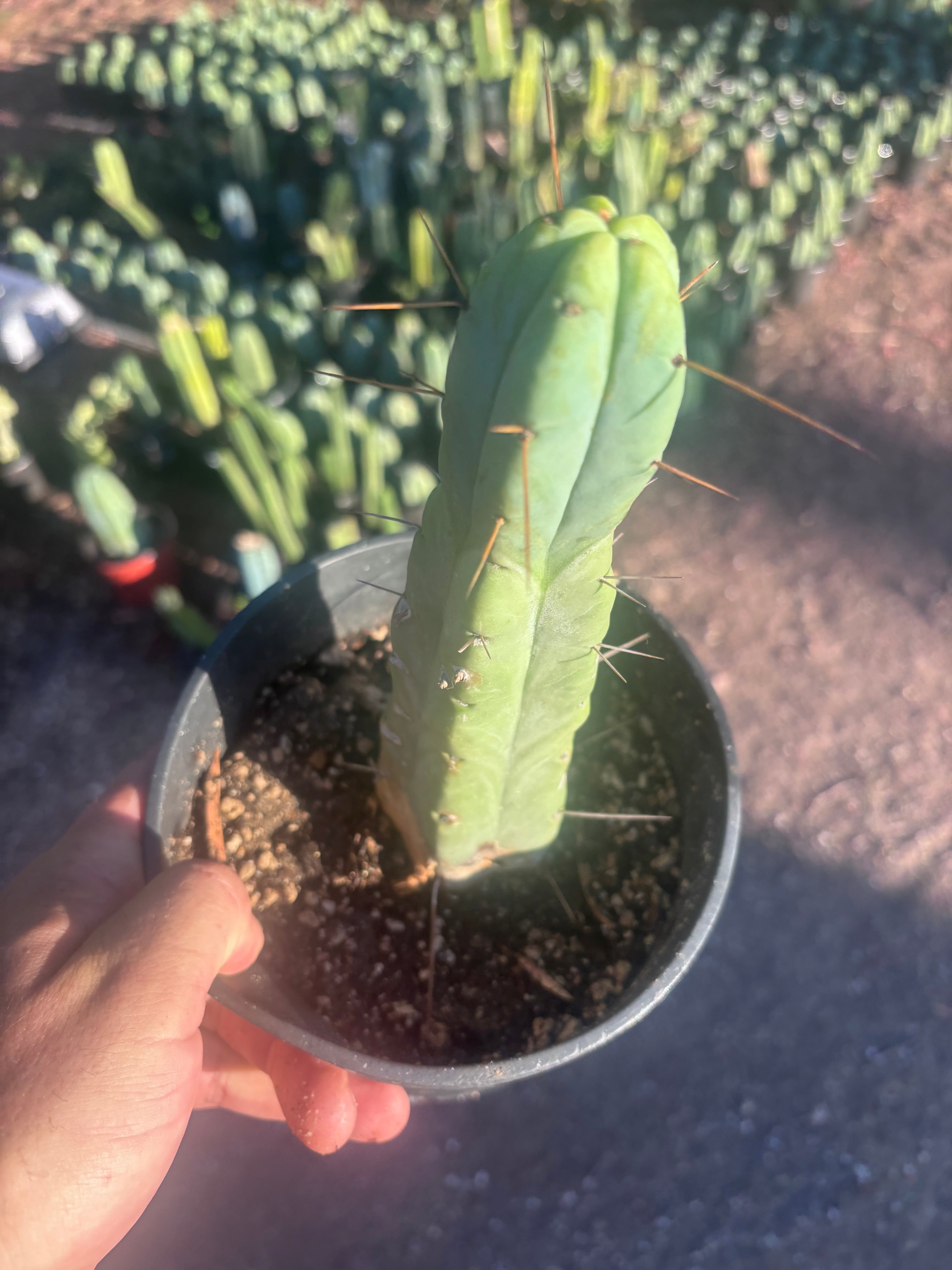 👑🌶️🌶️ Jiimz Twin Spine — Rooted 10” Tip