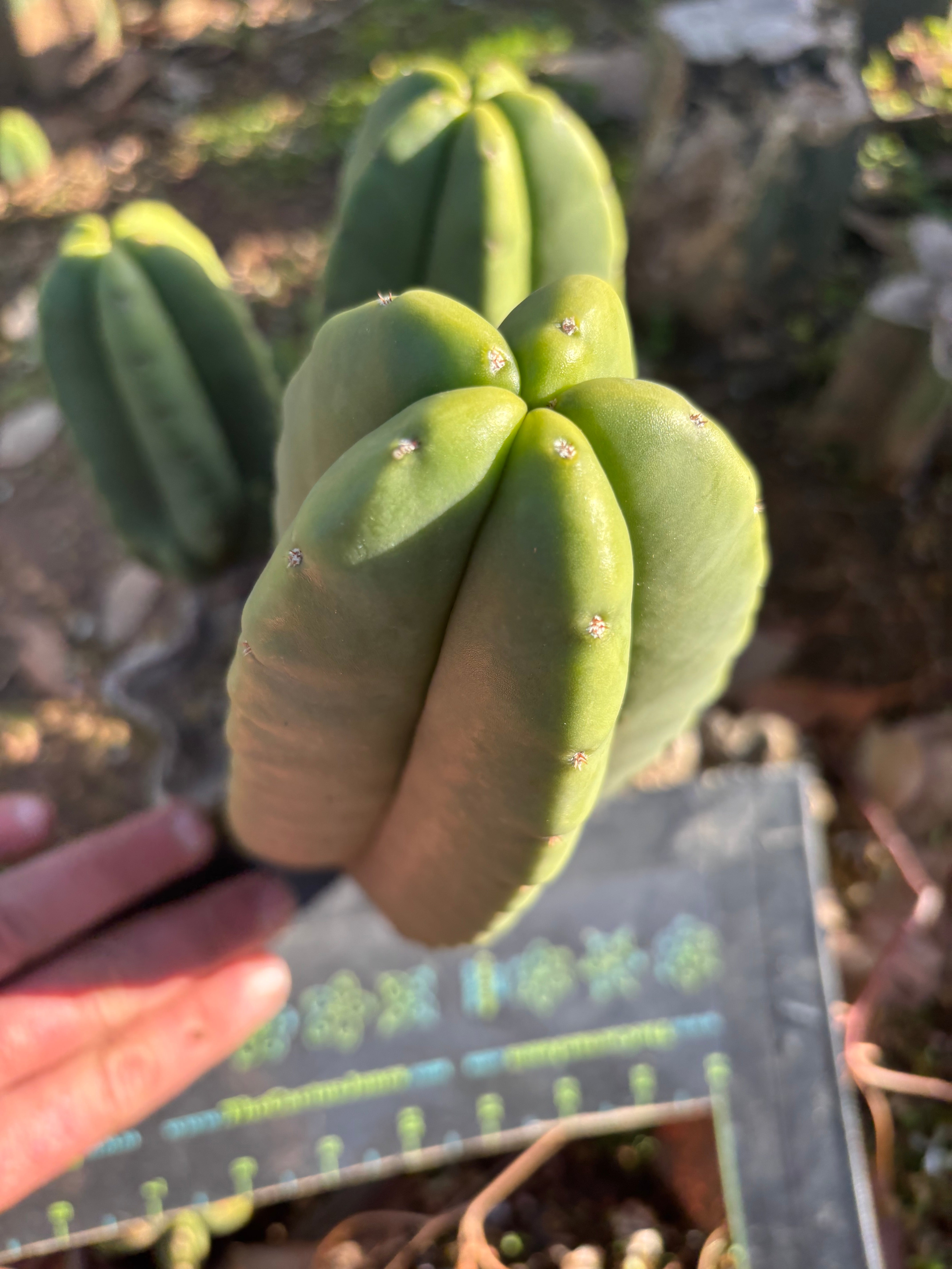 👑🌶️ Zulk — 9” Pup Melon