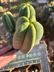 👑🌶️ Zulk — 9” Pup Melon
