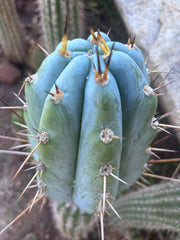 💎👑 BBG48.1540 — Fat 6” Tip