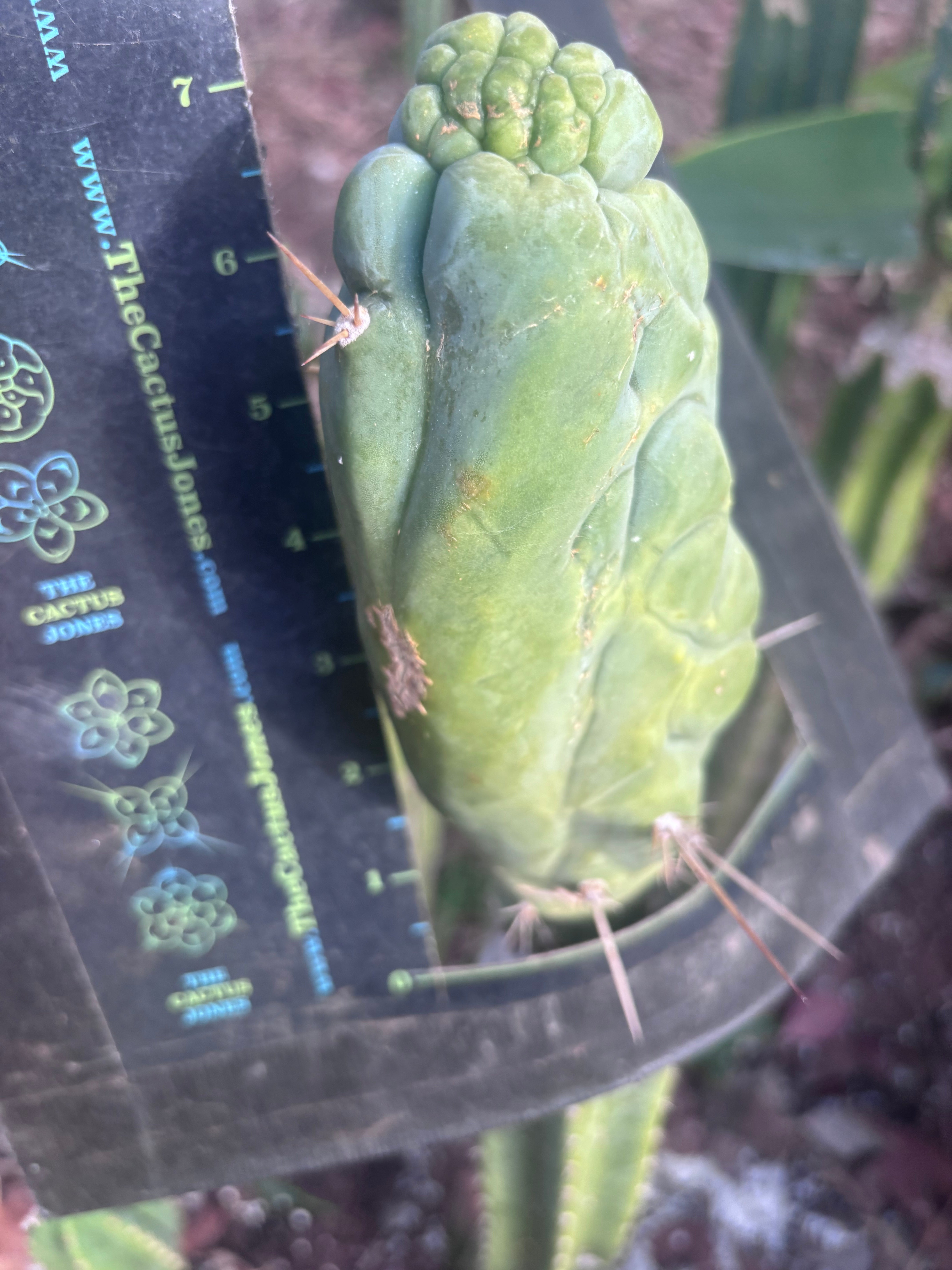 💎👑 Bruce’s Dragon — Chonky 7” Tip