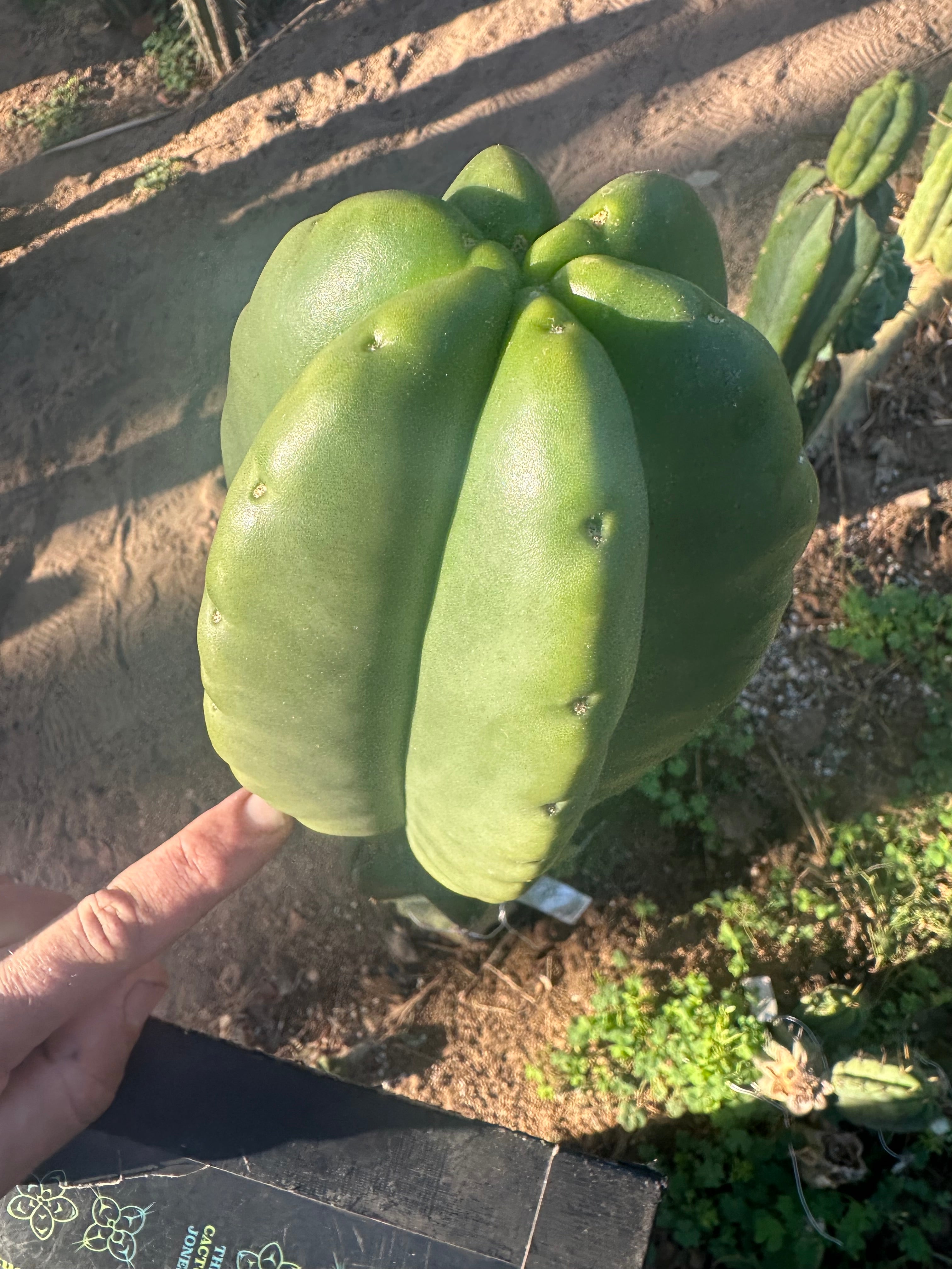 💎👑💎  Ferah — Another Thick Tip