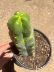 💎👑🌶️ Platform 9 3/4  — Beefy 11”Rooted Tip