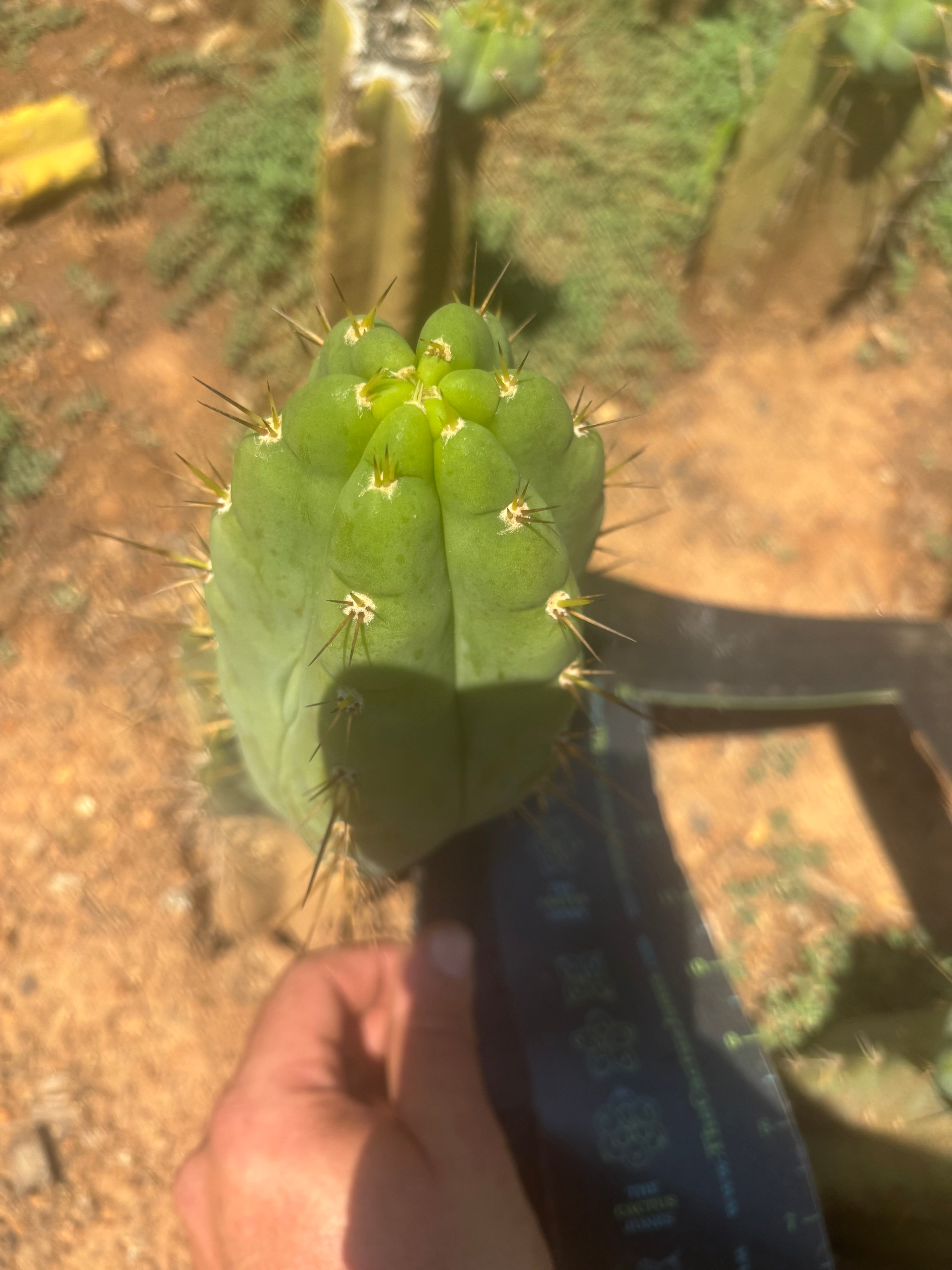 💎🌶️🌶️ NOM — Chonky 7” Pup