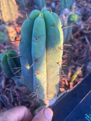 👑🌶️🌶️ Pala! — The Mid Week Pup