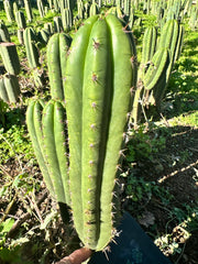 *👑🌶️ Torres & Torres — 12” Tips (Restocked — 4)