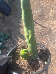 👑🌶️ TBM Long Form — 10” Rooted