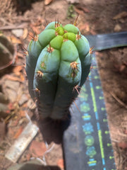 💎👑🌶️ Sharxx Blue — Chubby 8” Pup