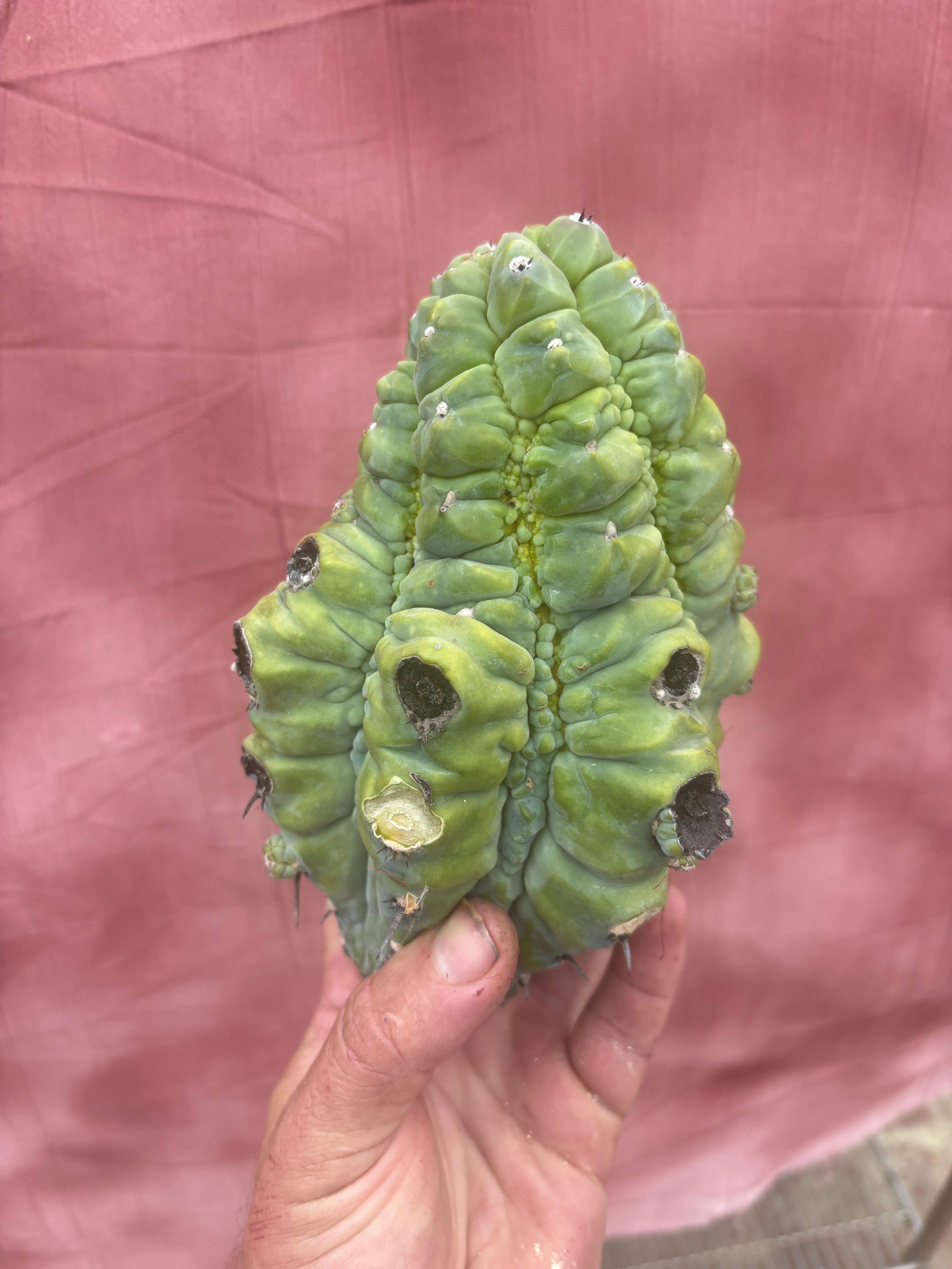 👑💎 BIG Glorp Chunk