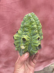 👑💎 BIG Glorp Chunk