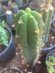 👑🌶️ Huari — 10” Tip