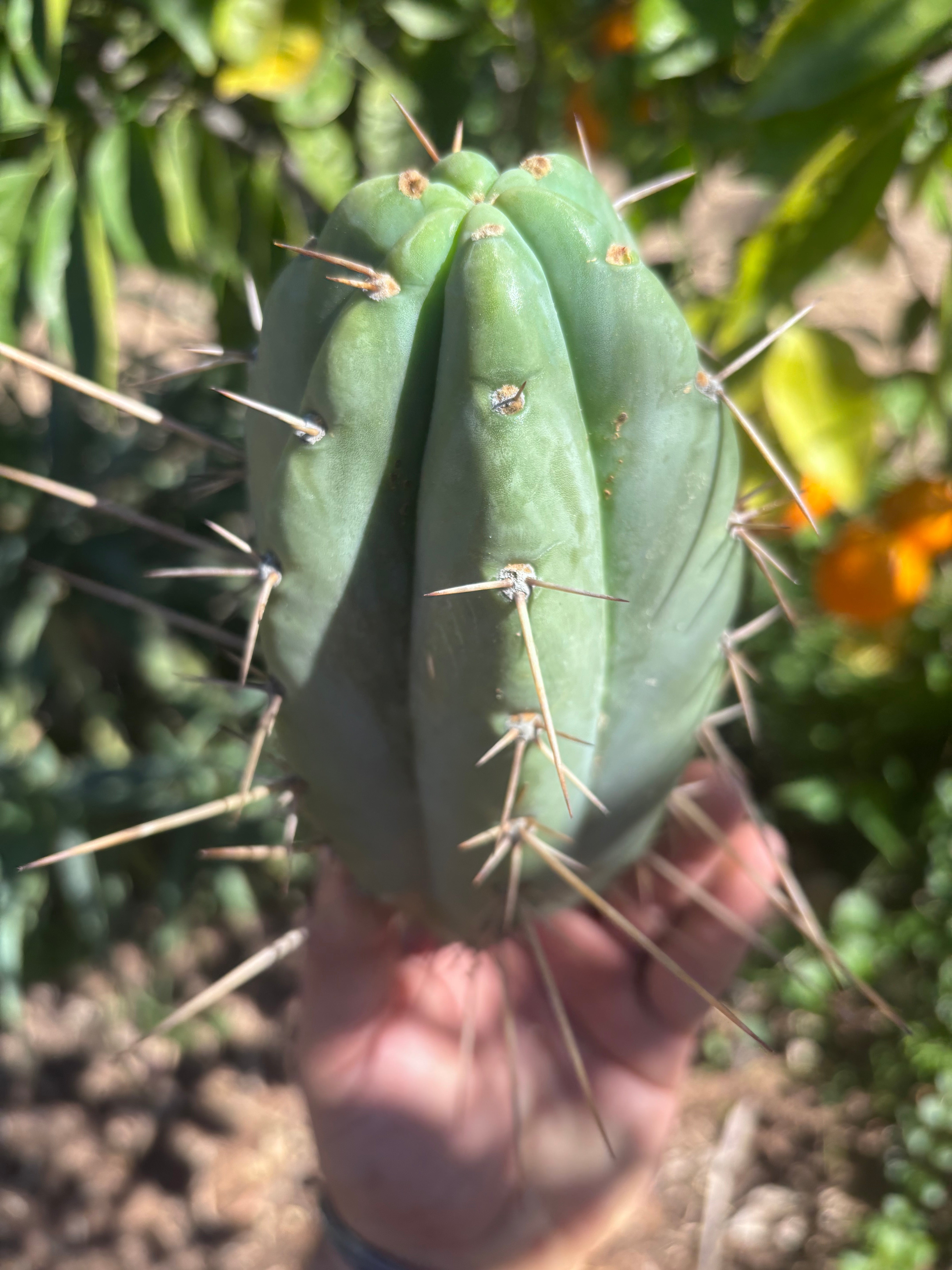 👑🌶️🌶️ Pala — Chubby 8” Tip