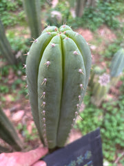 Fields x Yowie  — 10” Tips