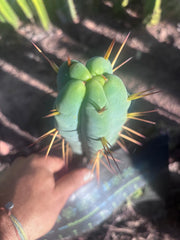 👑🌶️ Basement Shaman — 9” Tip