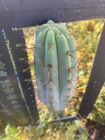 👑🌶️🌶️  Lumberjack — XL 14” Tip