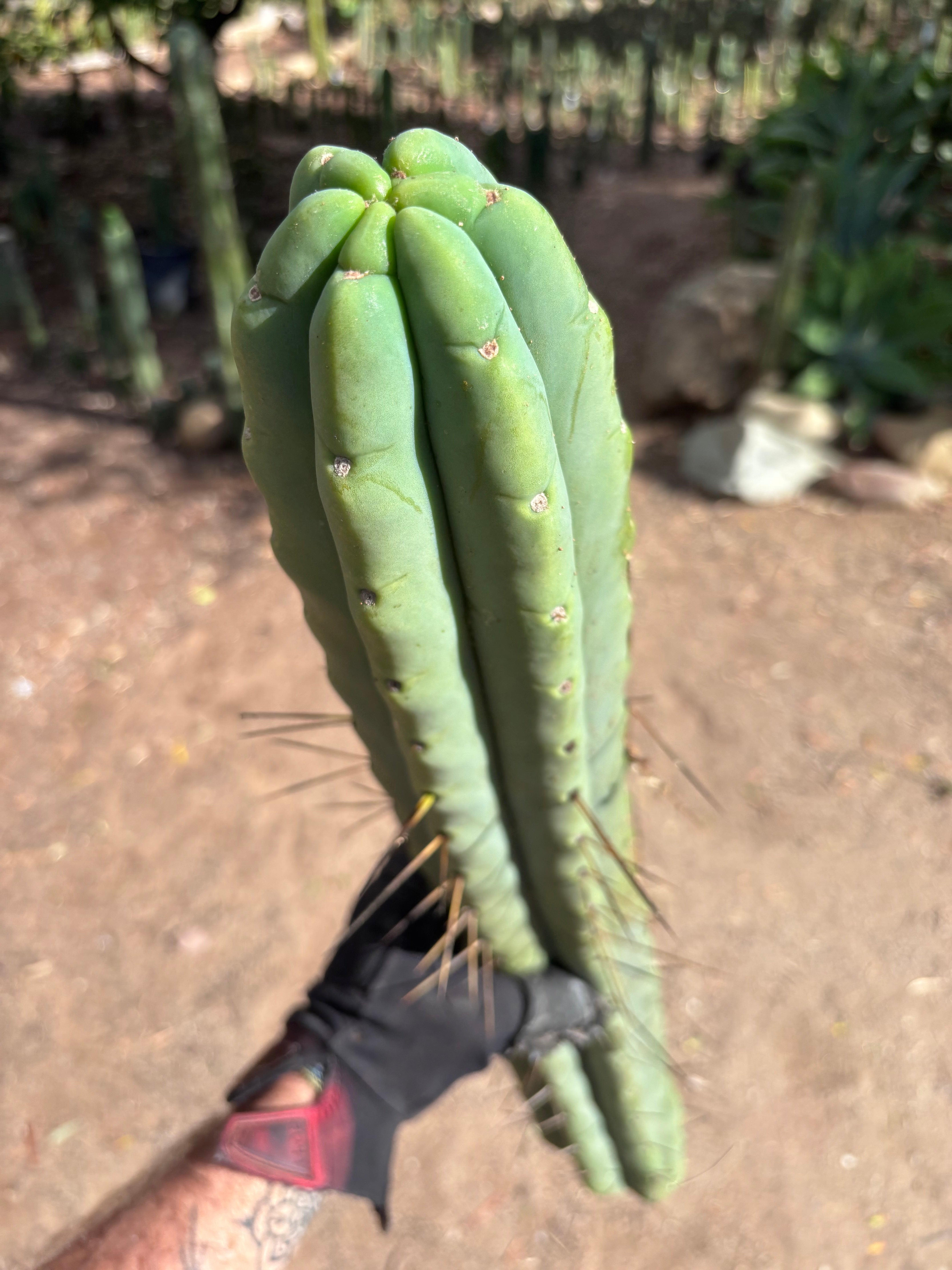 💎👑💎🌶️🌶️ Eileen — MEGA 21” (Tip #6)