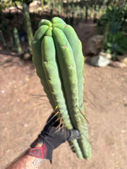 💎👑💎🌶️🌶️ Eileen — MEGA 21” (Tip #6)