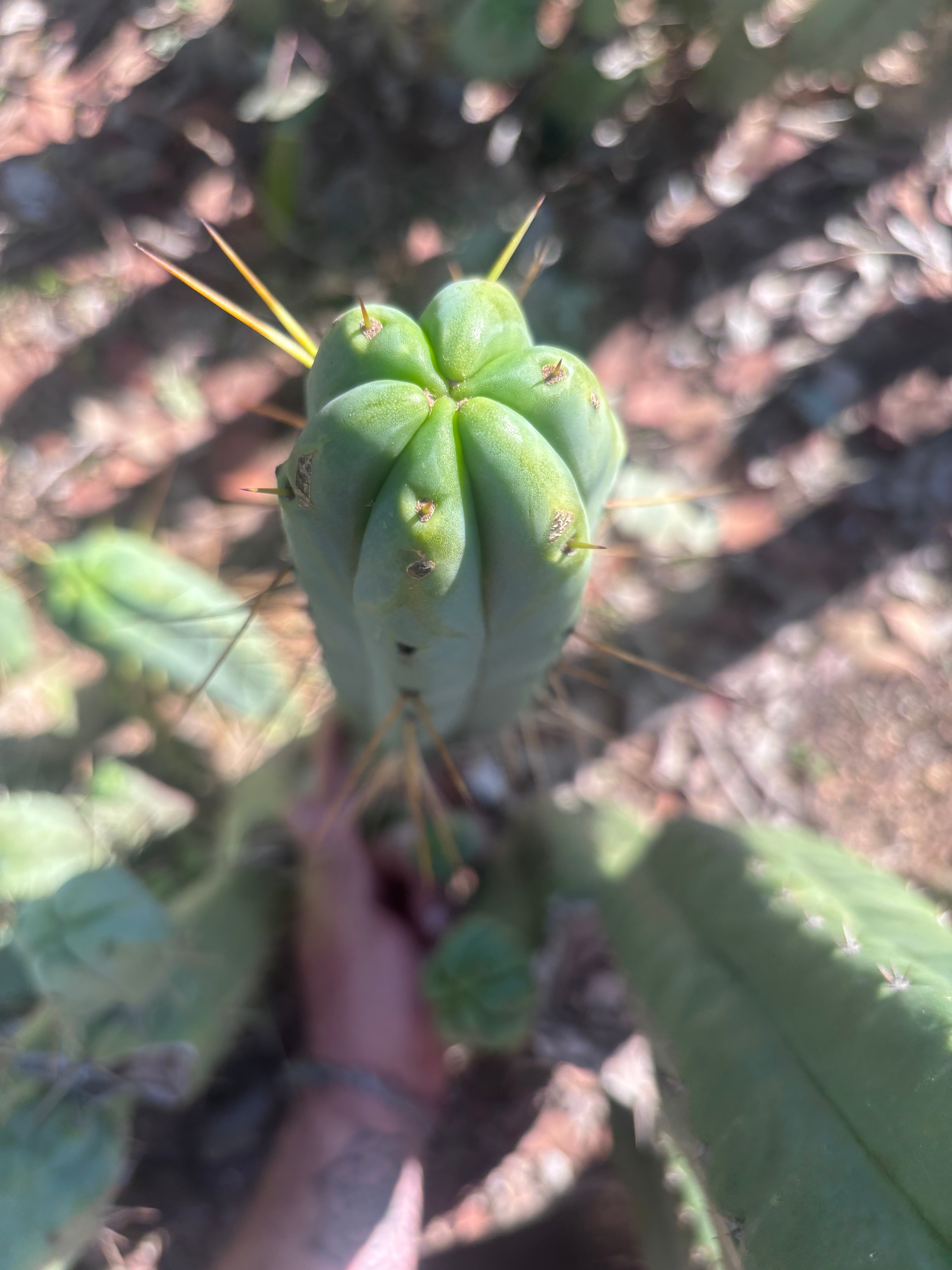 👑🌶️ BBB — XL 15” Tip