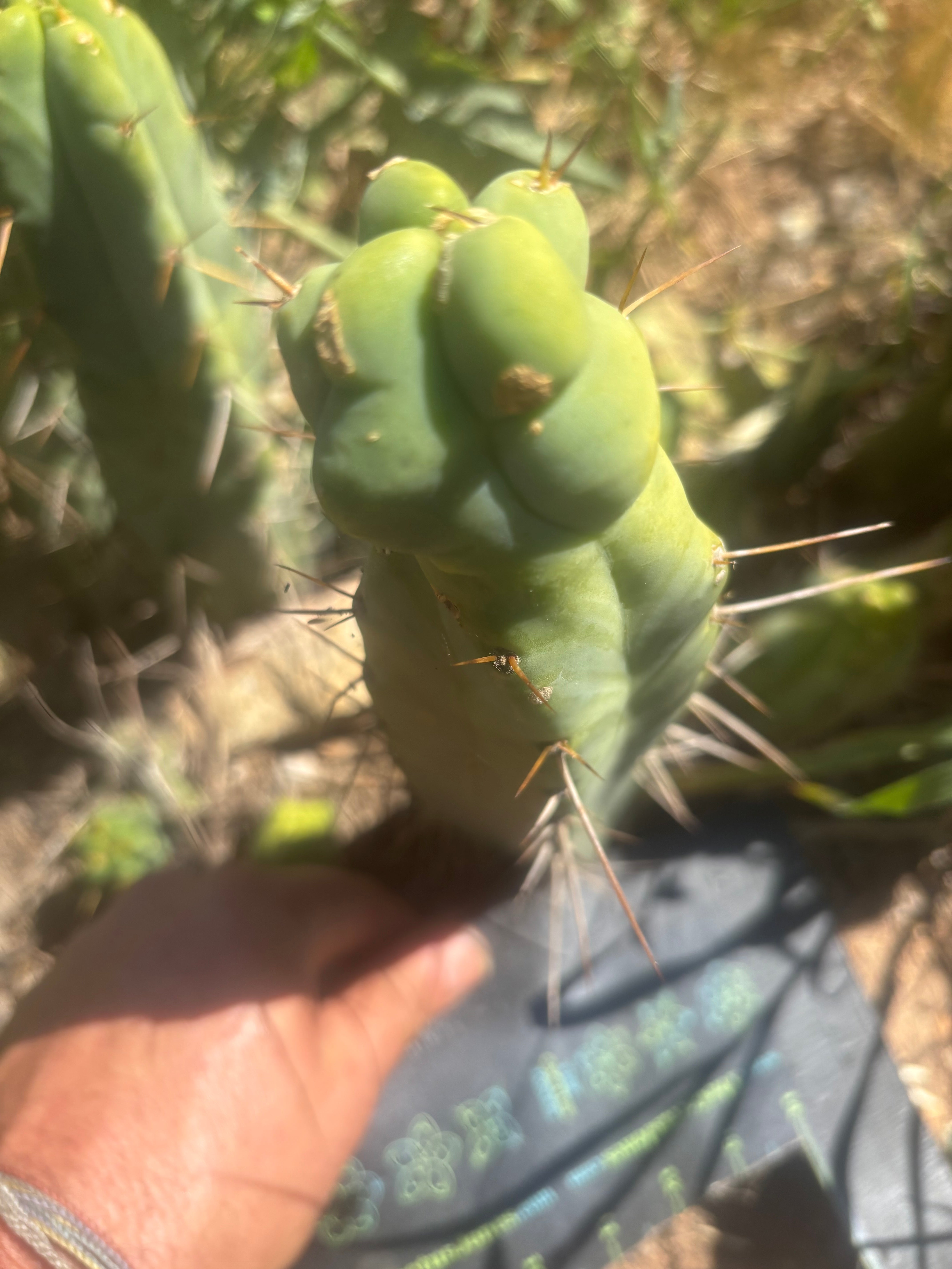 👑🌶️  Mel — 10” Tip