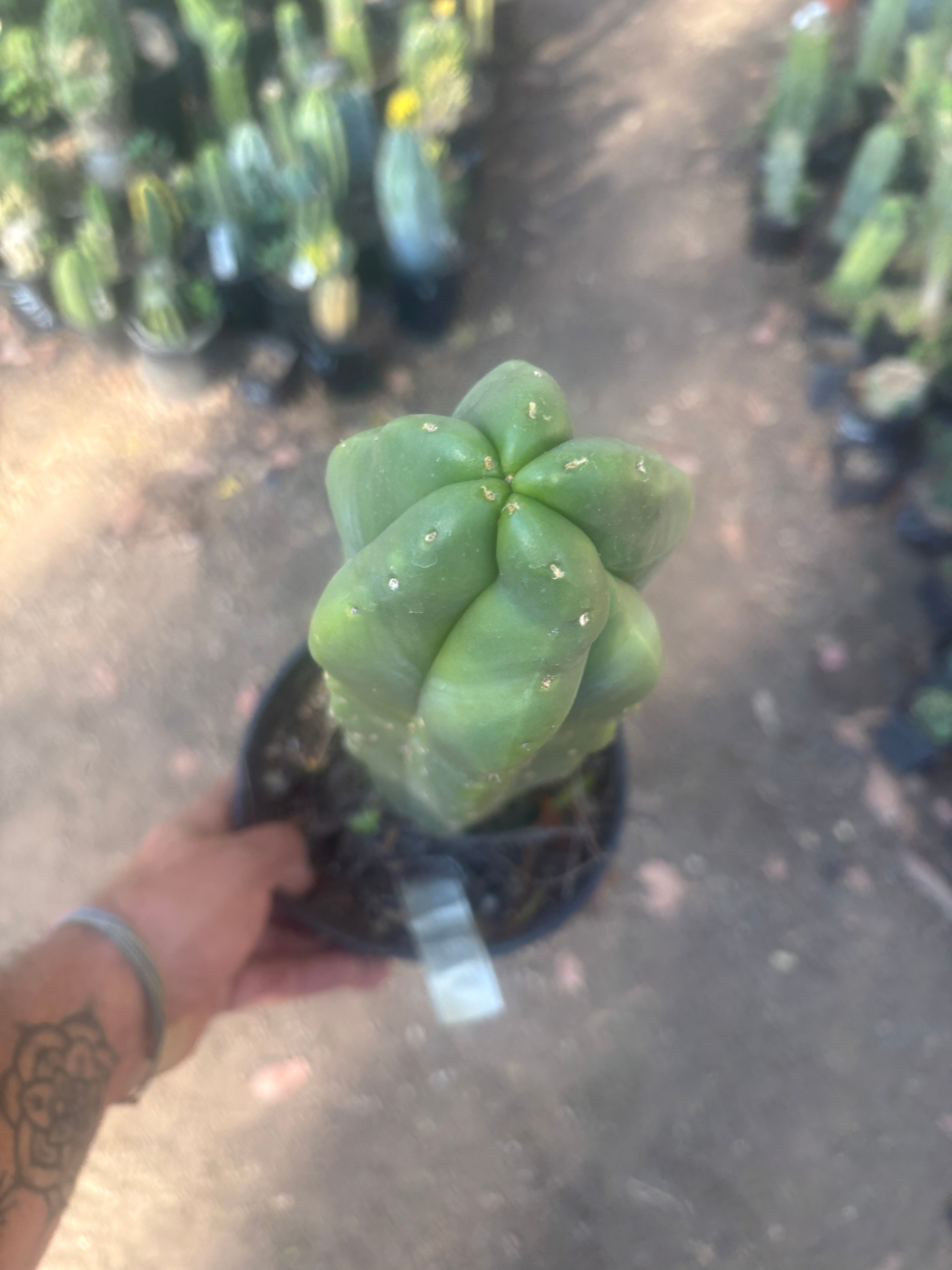 💎 MB x MP Scop — Rooted 14” Chonker