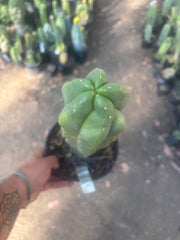 💎 MB x MP Scop — Rooted 14” Chonker