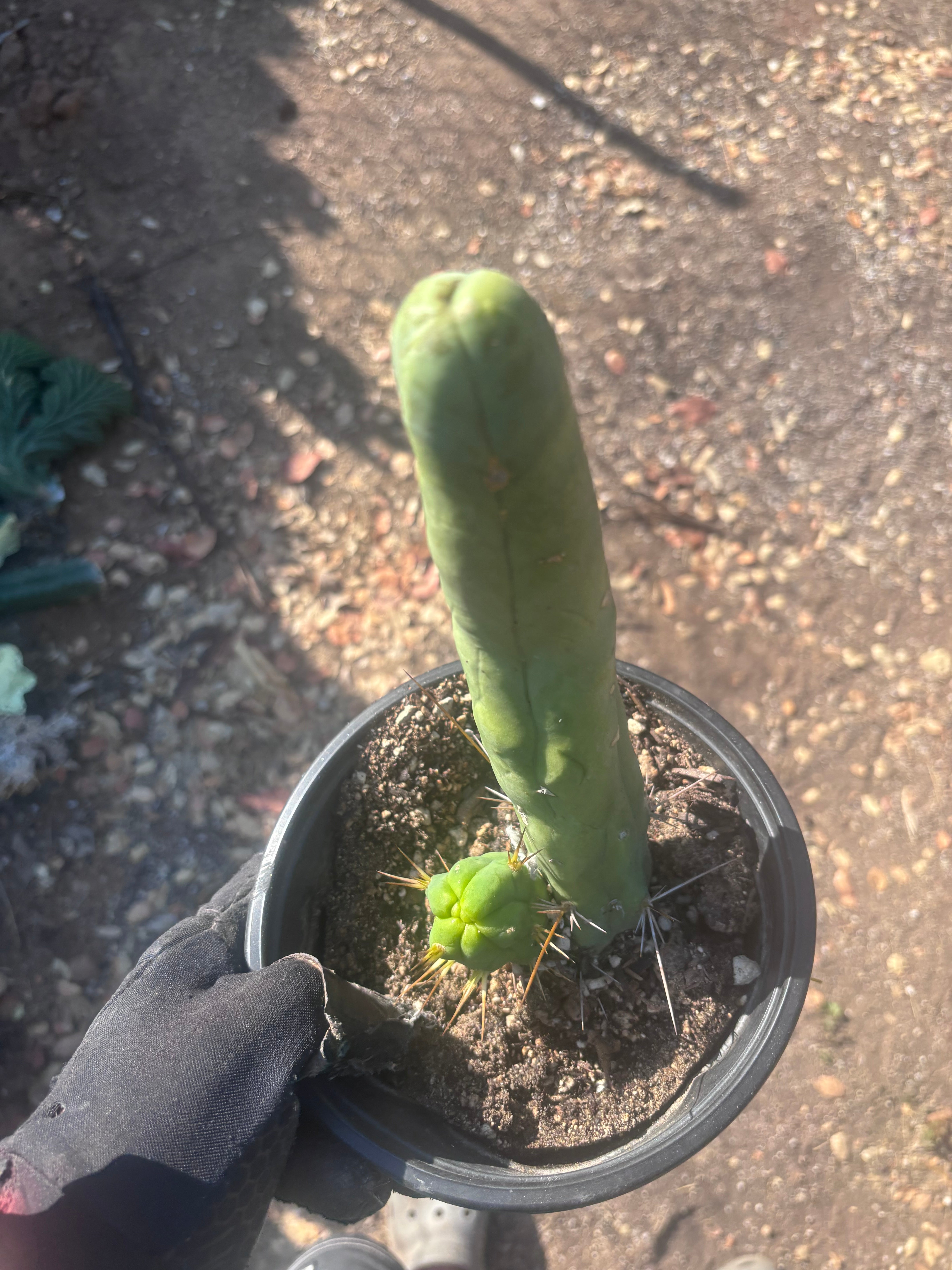 👑🌶️ TBM Long Form — 10” Rooted