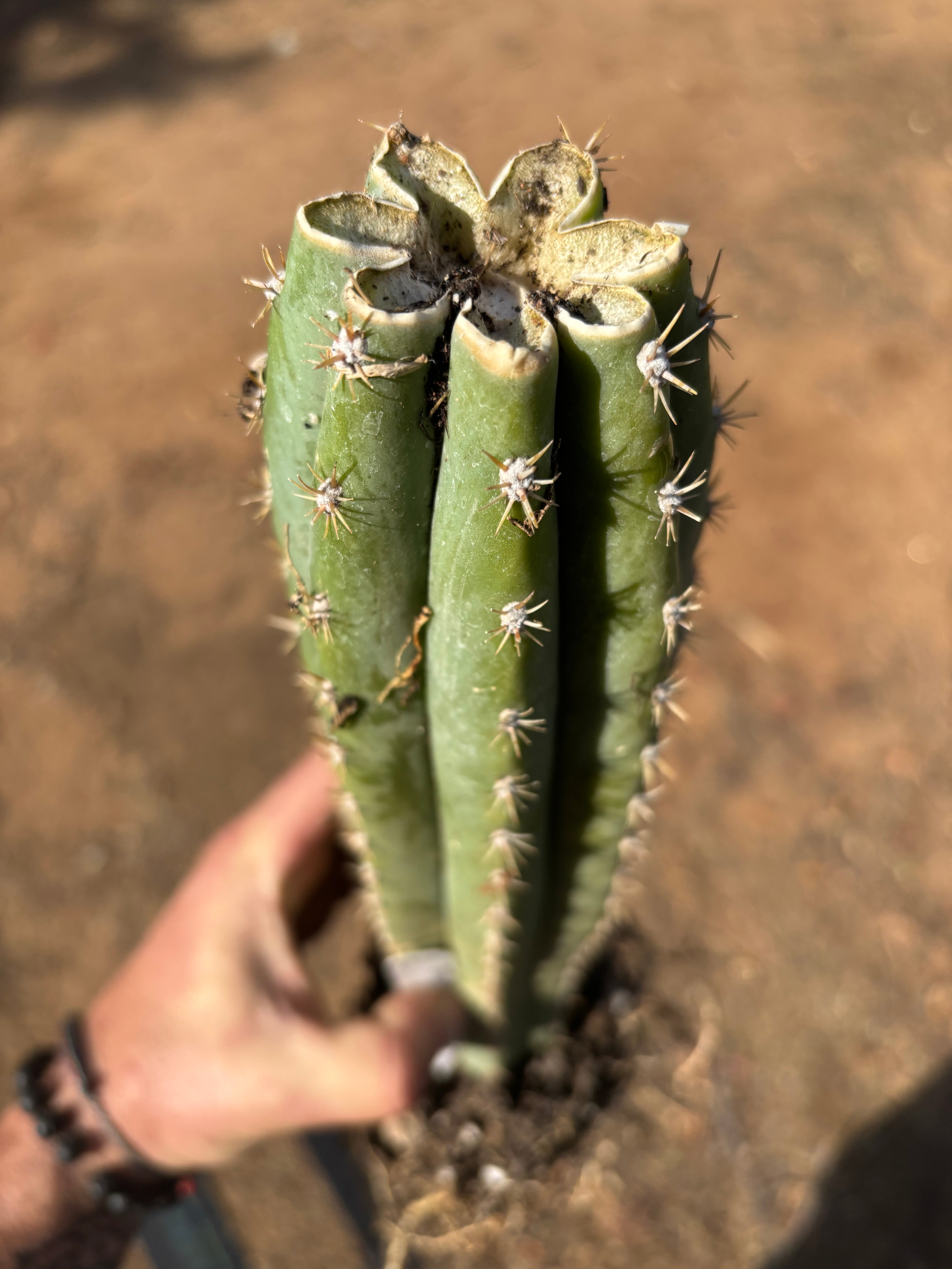 🌶️ Tipz x Super Pedro — 14” Fully Rooted Stump