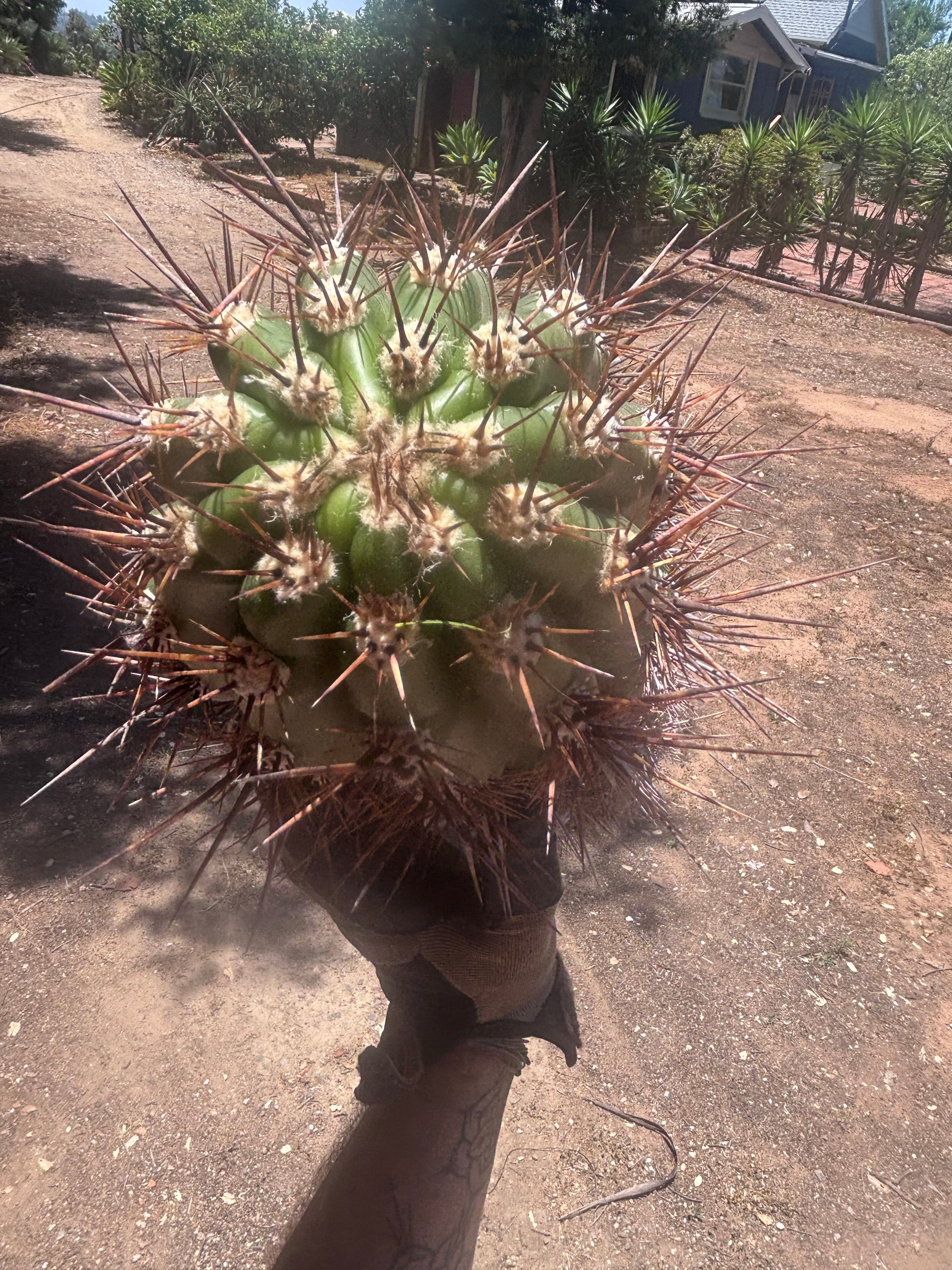 💎 Tacaquirensis — Massive 16” Pup