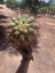 💎 Tacaquirensis — Massive 16” Pup