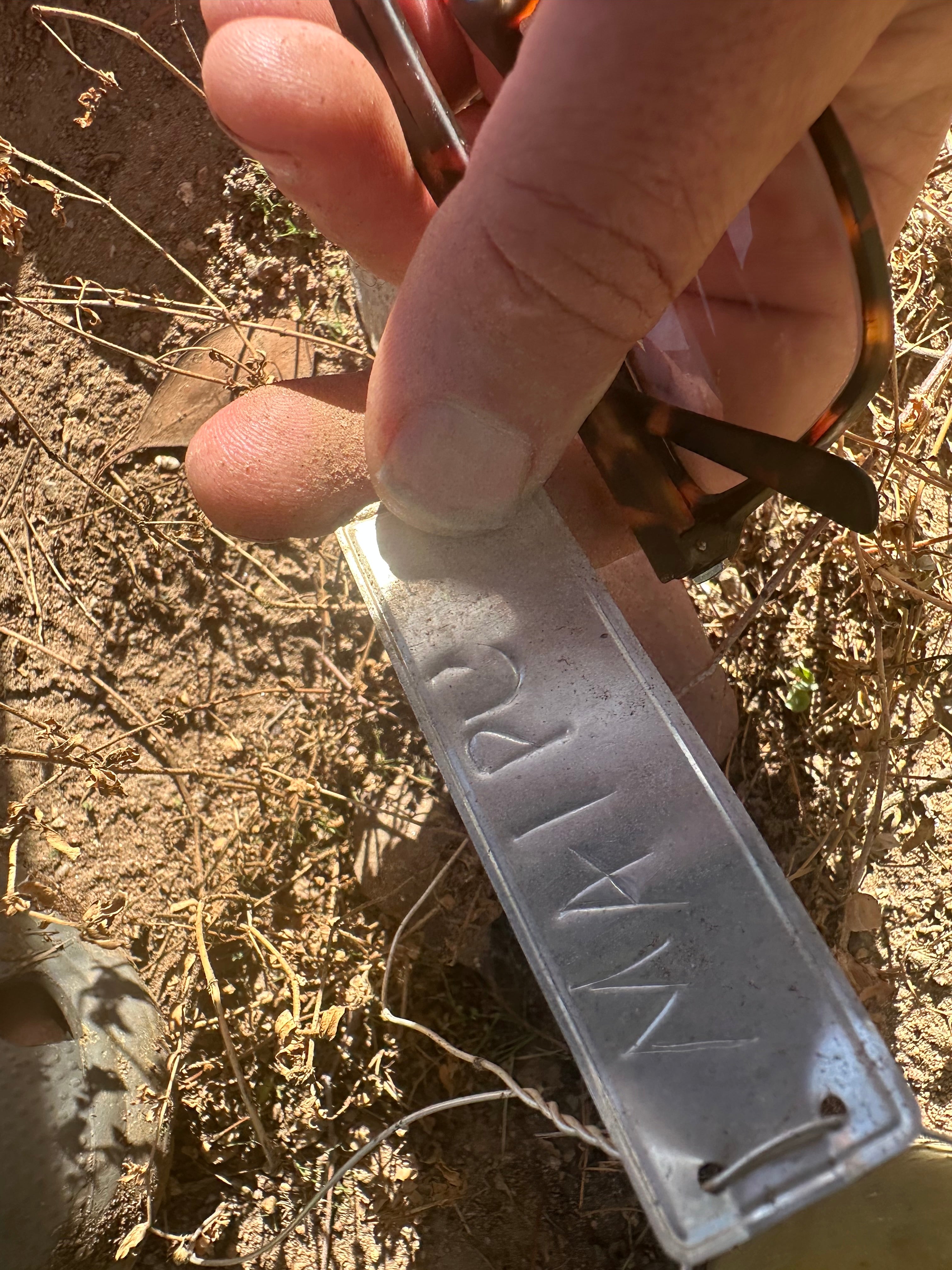 👑🌶️ Maipu — Chonky 10” Pup