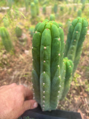 👑🌶️ Blue Ecuador — Chonky 10.5” Pup