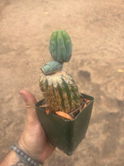 💎👑💎  NUBS — Established Slab Graft w/ Pup, Rooted