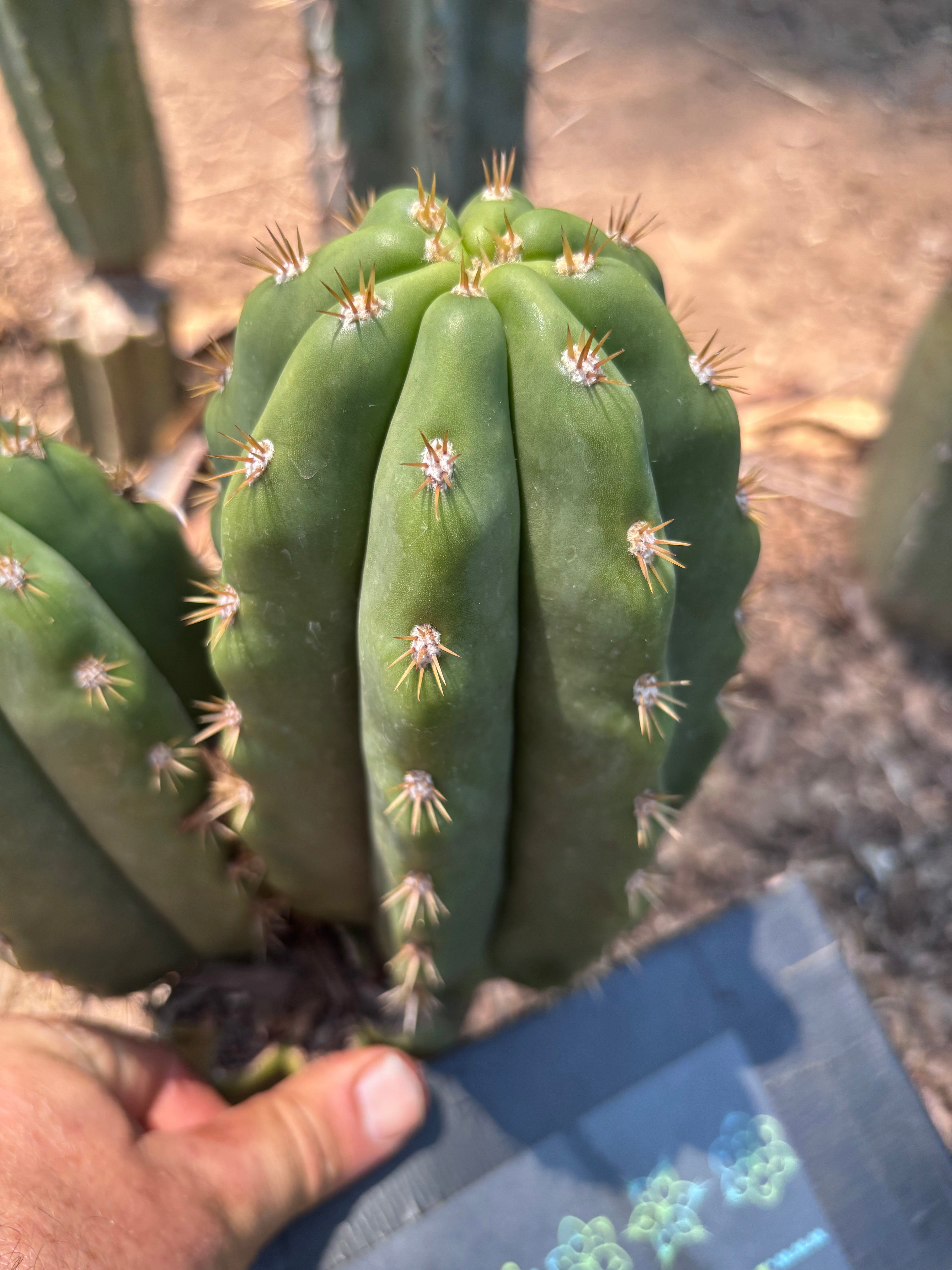 💎 SASS x Heynes — Fat 9” Pup (First Timer)