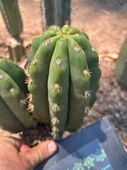 💎 SASS x Heynes — Fat 9” Pup (First Timer)
