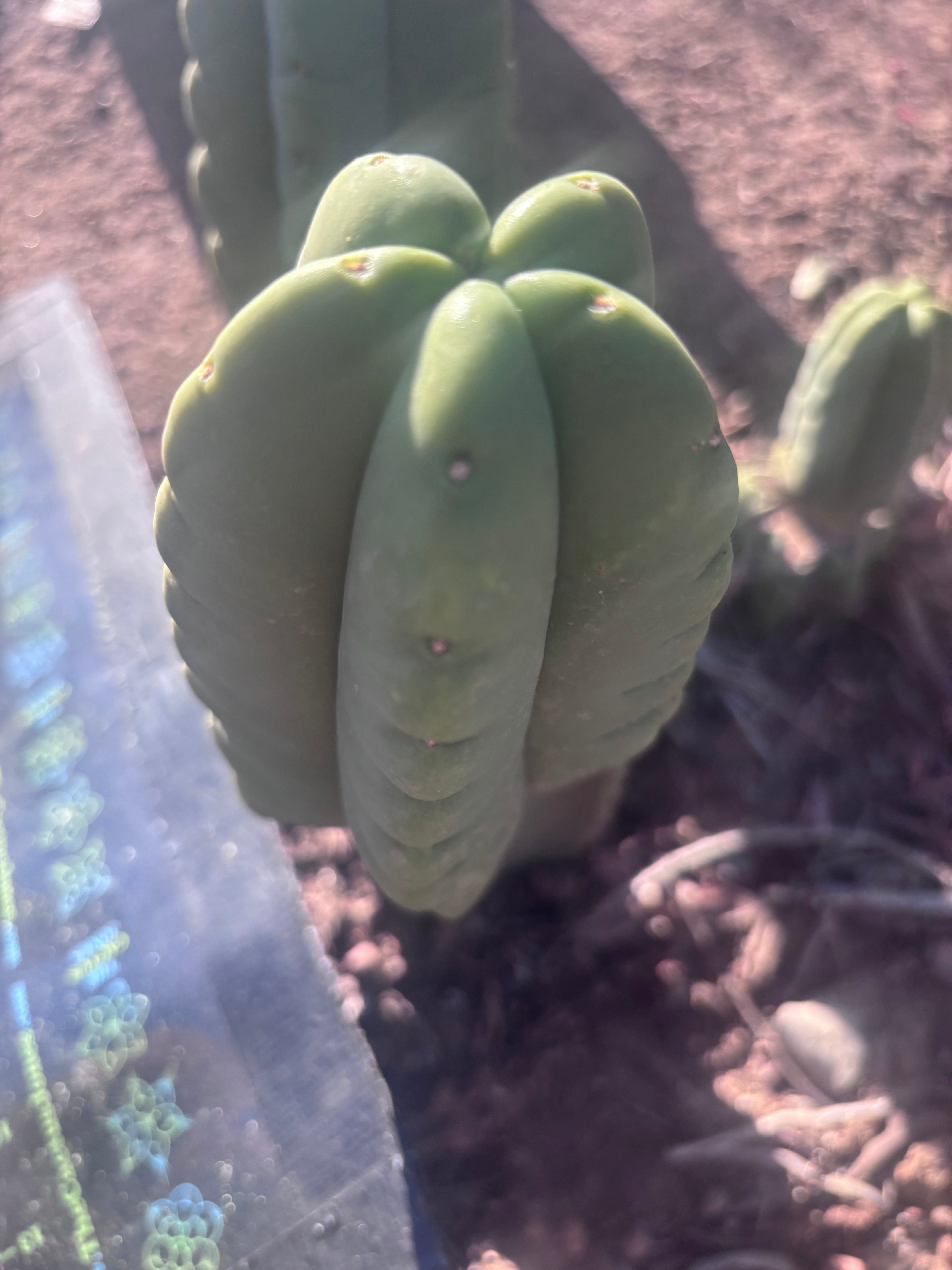 💎👑💎🌶️ Ferah — 6.5” Grenade