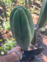 👑🌶️🌶️ Ogun — XL 14” Tip