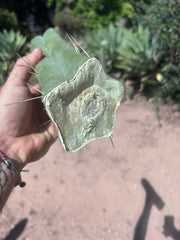 👑💎🌶️🌶️ Eileen — 13” Biggie Tip