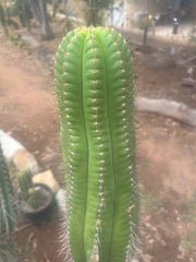 💎👑💎 Parque de Leyendes —BK08611.4 Clone A —  “Work of Art” Tip Graft on Rooted Stock