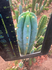 Sharxx Blue x Scop — Glowing 10” Tips