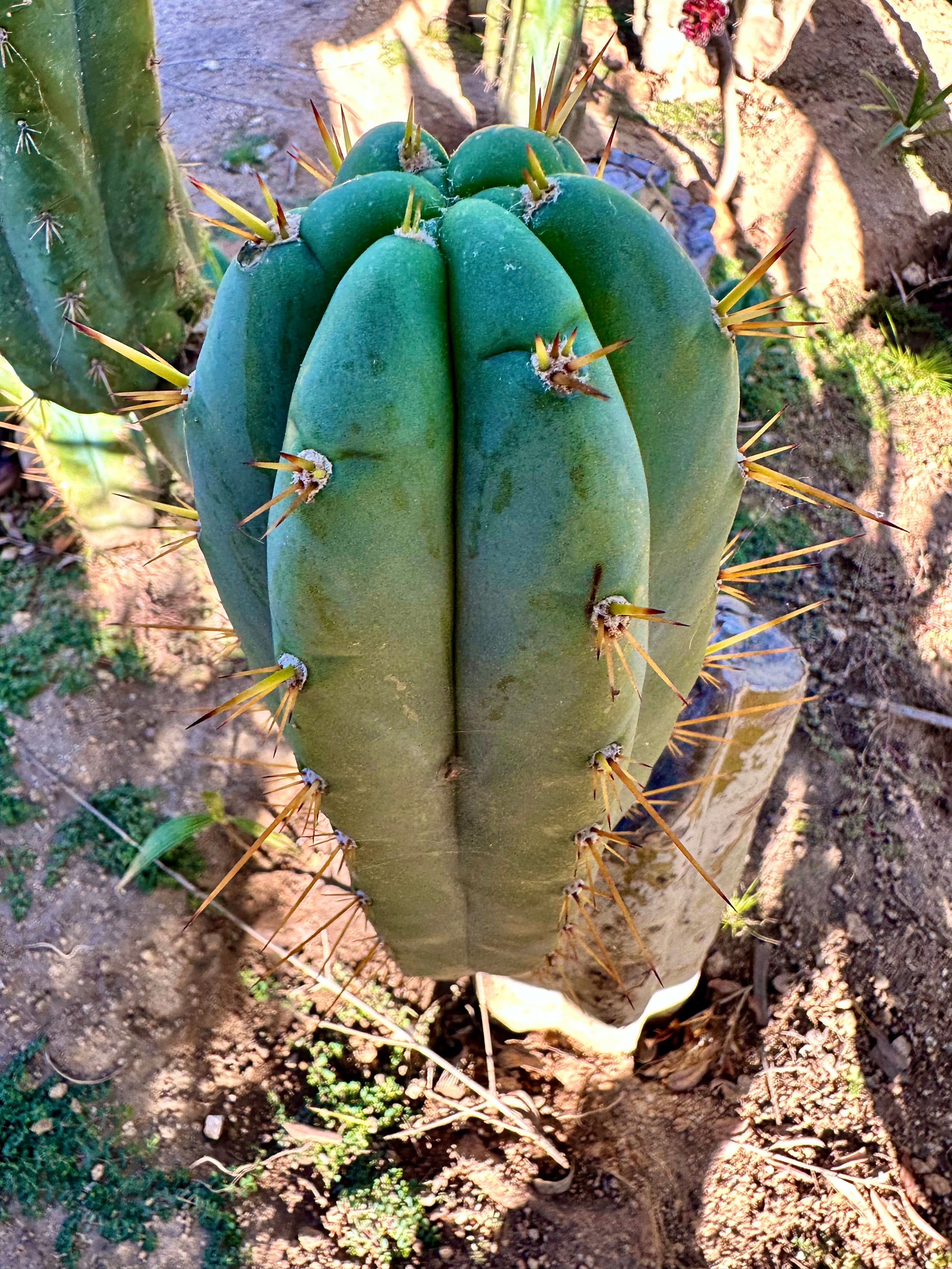 👑 Lotusland Huanu — FAT 10” Pup